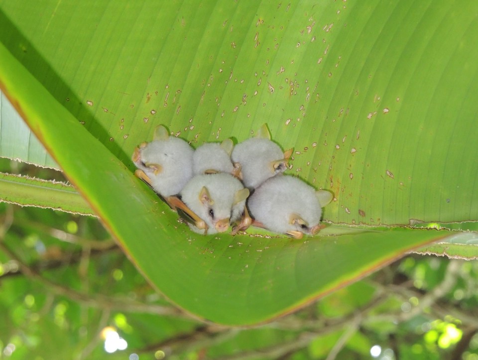 Honduran White Bat 3