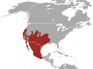 Ring-tailed_Cat_area