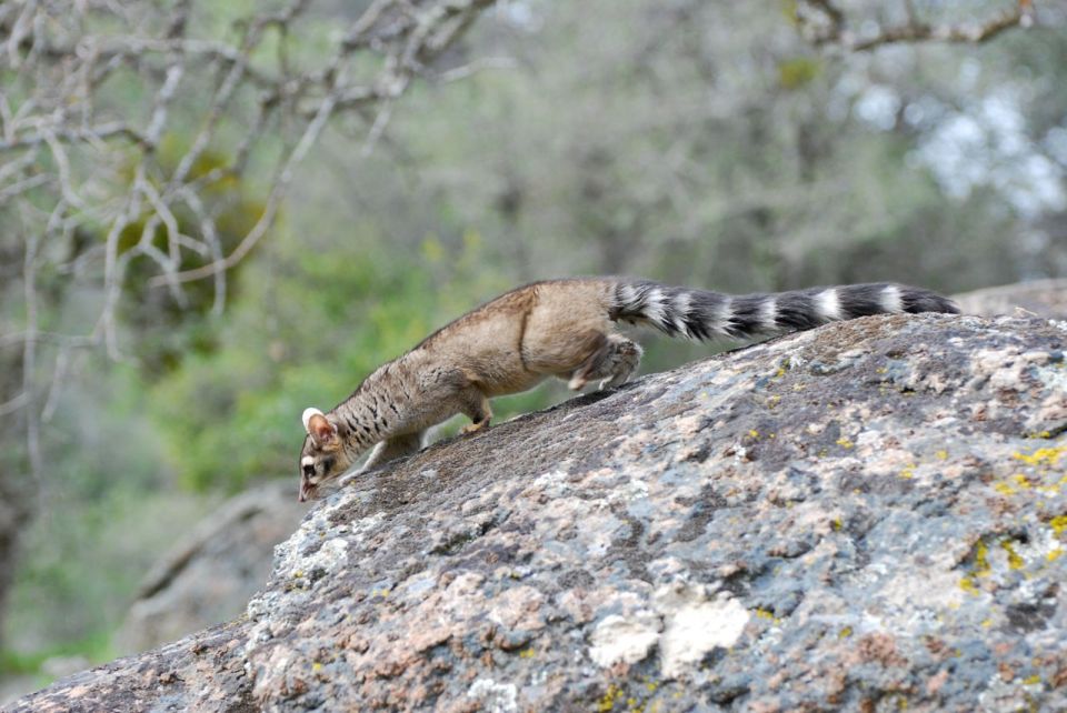 Here is the ringtail that I study....