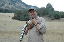 Tranquilized Ringtail