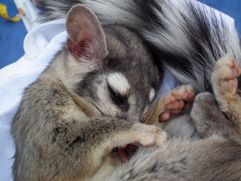 Yes, this ringtail is tranquilized and awaiting having some of her measurements recorded. She'll be coming out of the tranquilization in about 20 minutes and fully recovered in an hour when she'll be given a treat of some strawberry jam and then released.