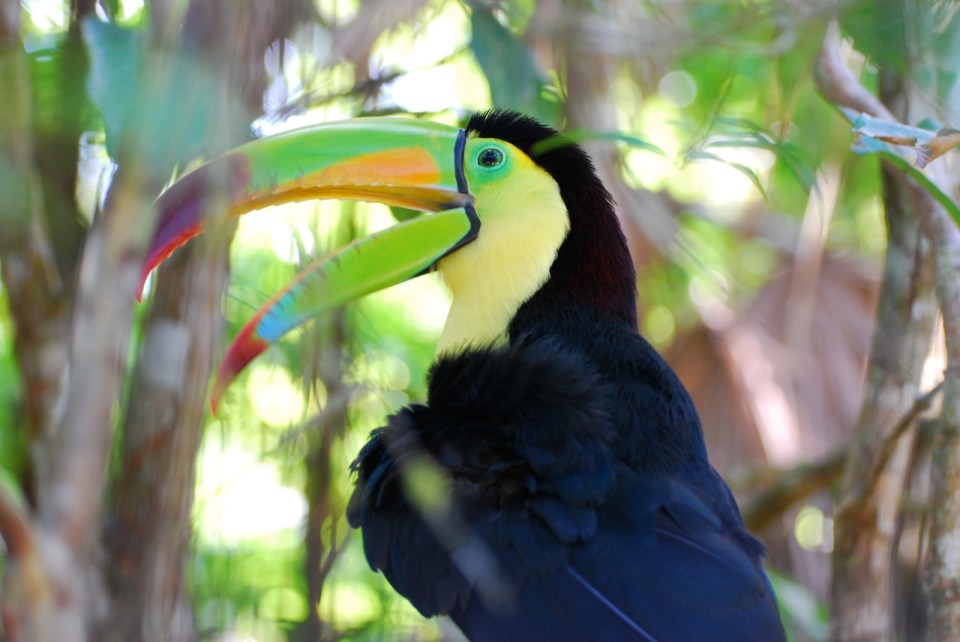 Keel-billed Toucan