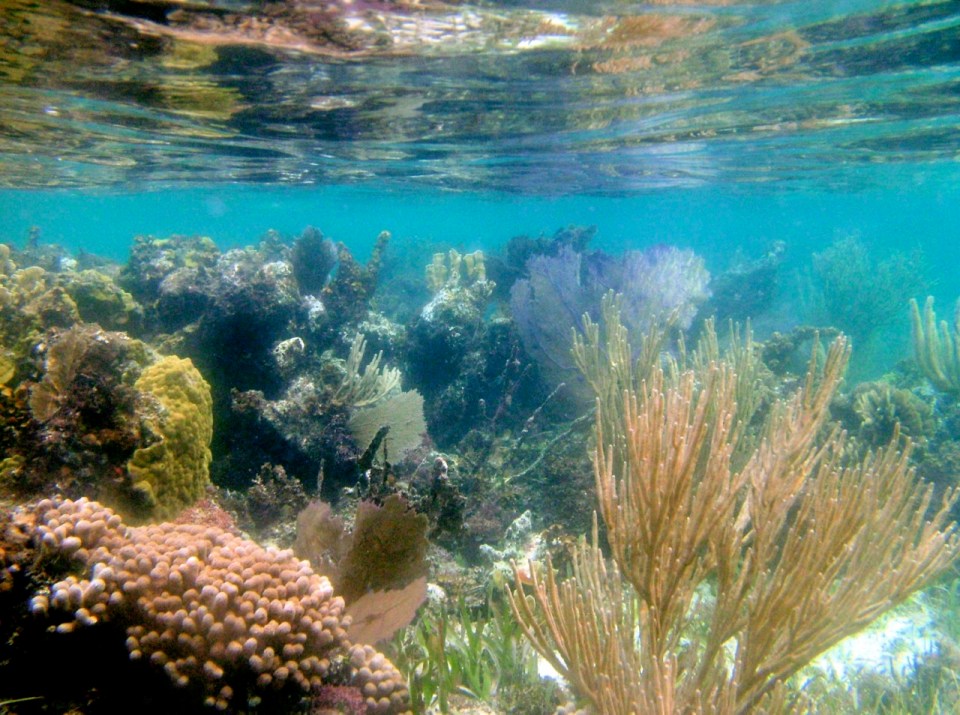 Snorkeling on a patch reef near South Water Caye.