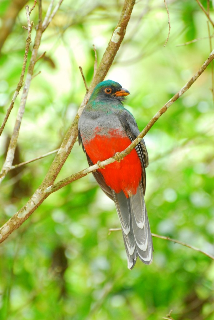 Slaty-tailed Trogon at Blue Creek.