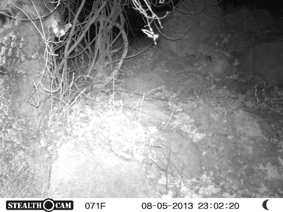 This is Sally coming out of her den.