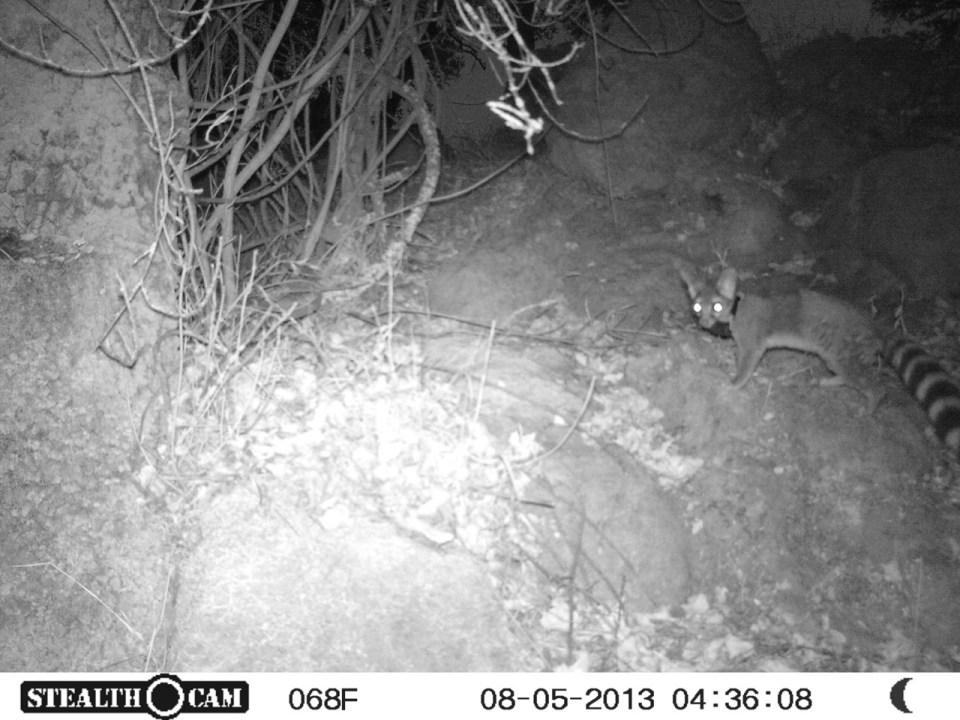 This is Sally coming back to her den during the early morning hours.