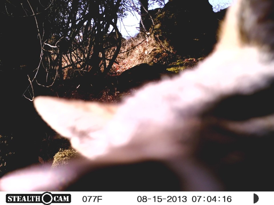 A curious coyote....