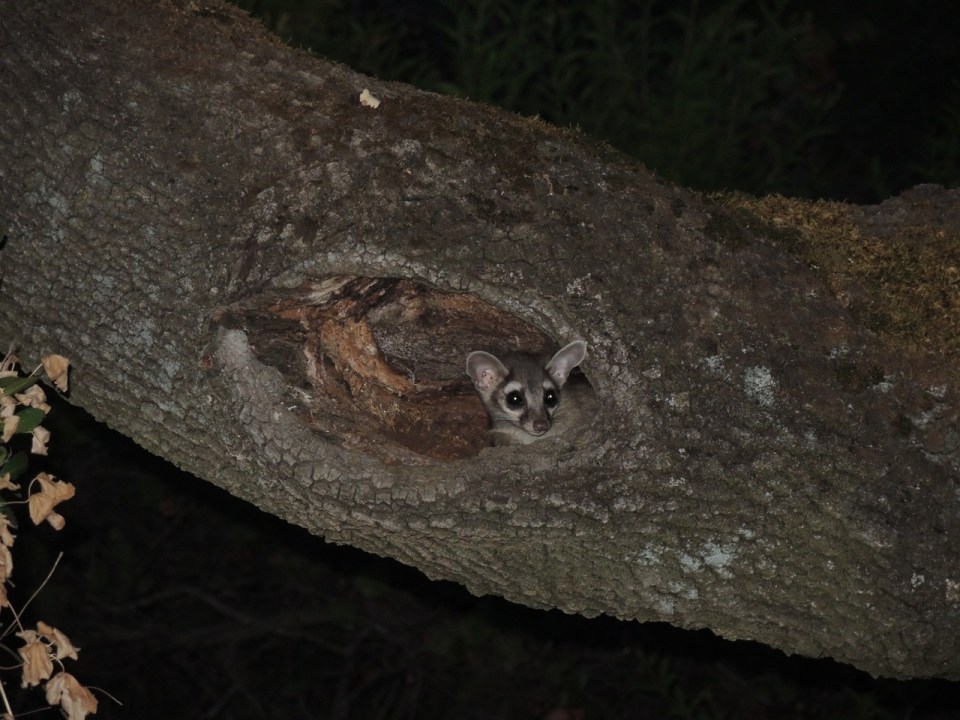 Sally's kit taking a look around before coming out of the den.