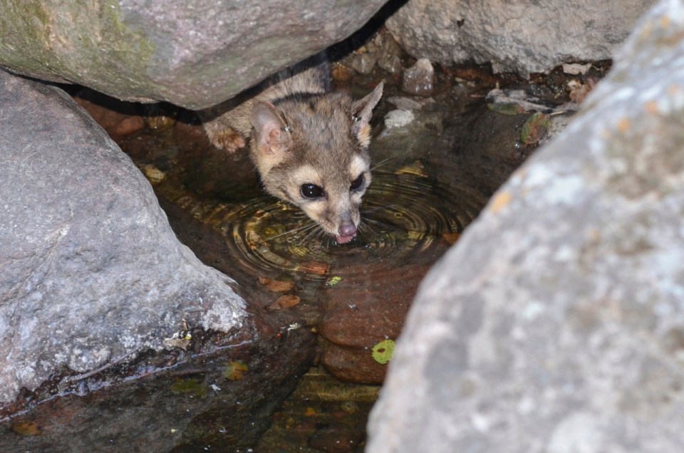 Don getting a drink of water after recovery from being tranquilized.