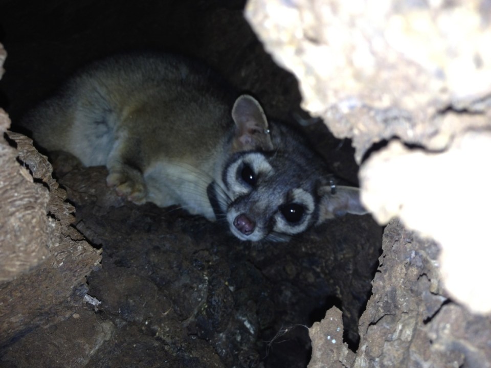 Sally in her den - taken with an iPhone...