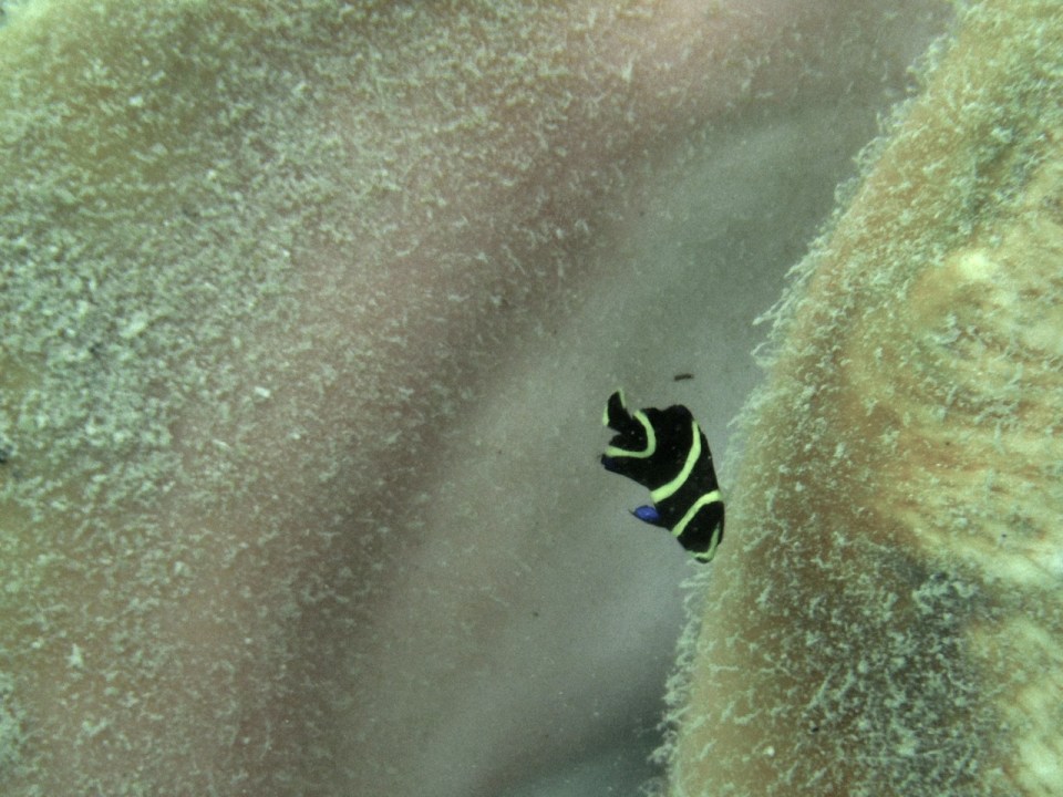 Juvenile French Angelfish.