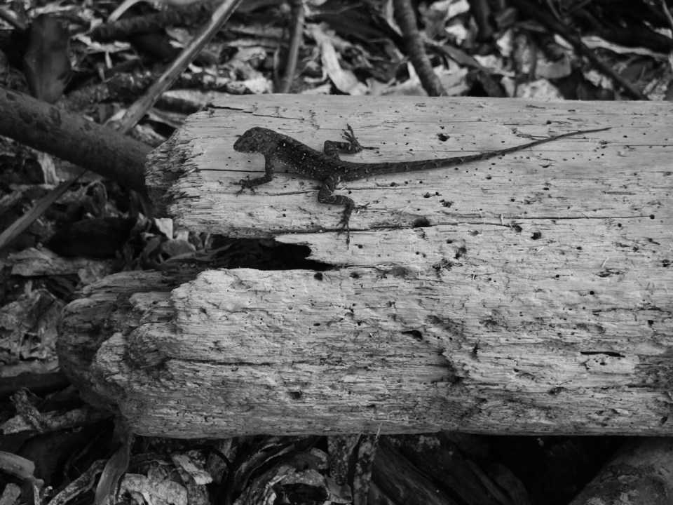 Anolis