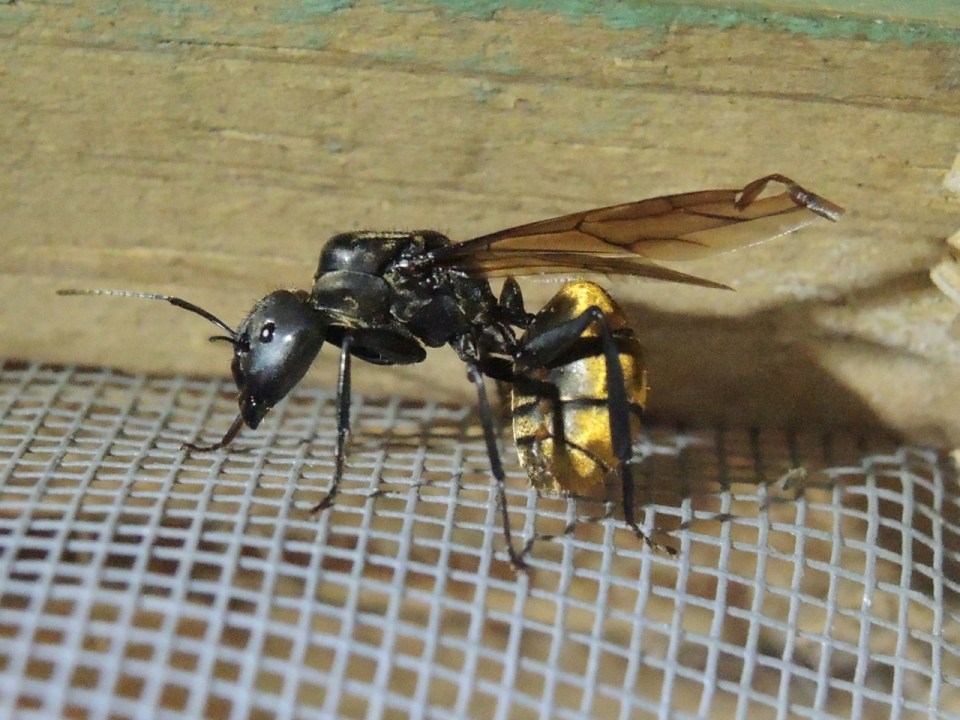 Yep, this is an ant...note the pedicel (the structure that projects upward on the area between the thorax and abdomen).