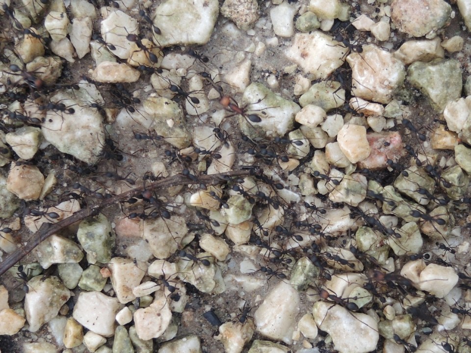 In this column, note the soldier ants that are bigger and have orange heads.