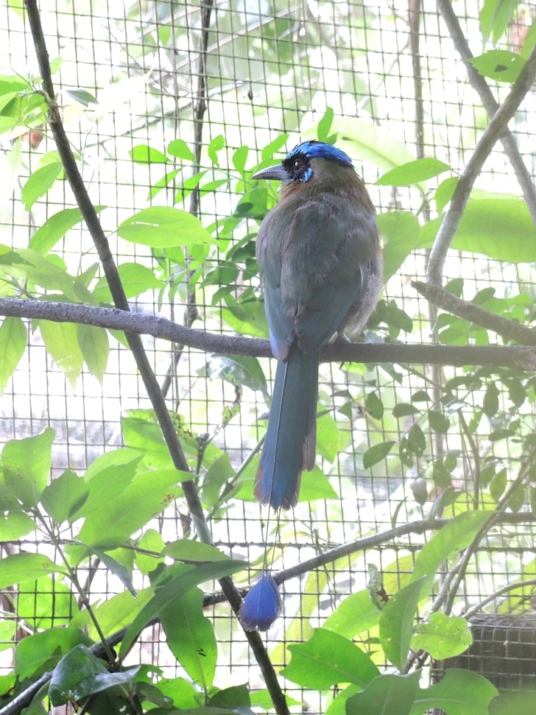 A Blue-crowned Motmot at the Belize Zoo (taken on 11 July 2013).