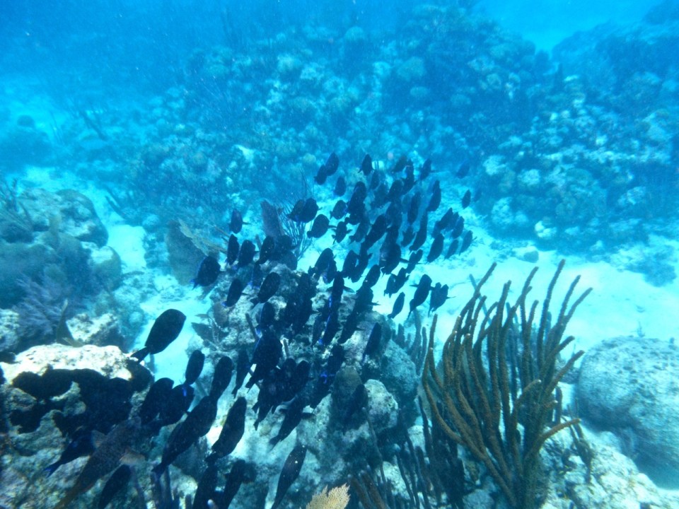 School of Blue Tangs.