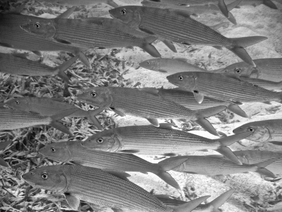 Bonefish BW 2