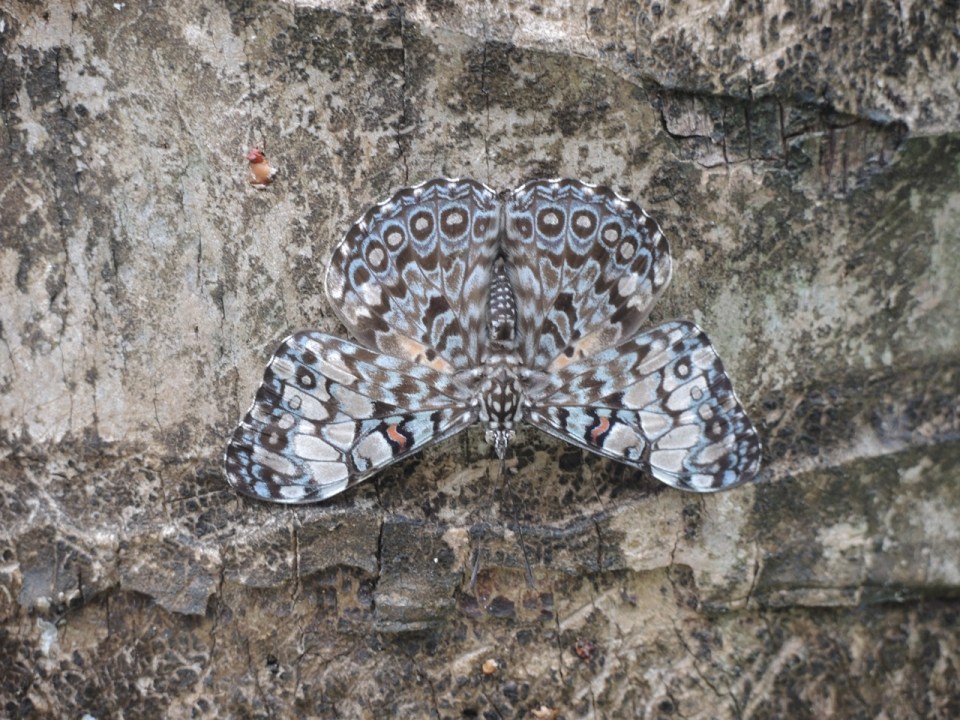Butterfly sunning itself on the trunk of a palm.