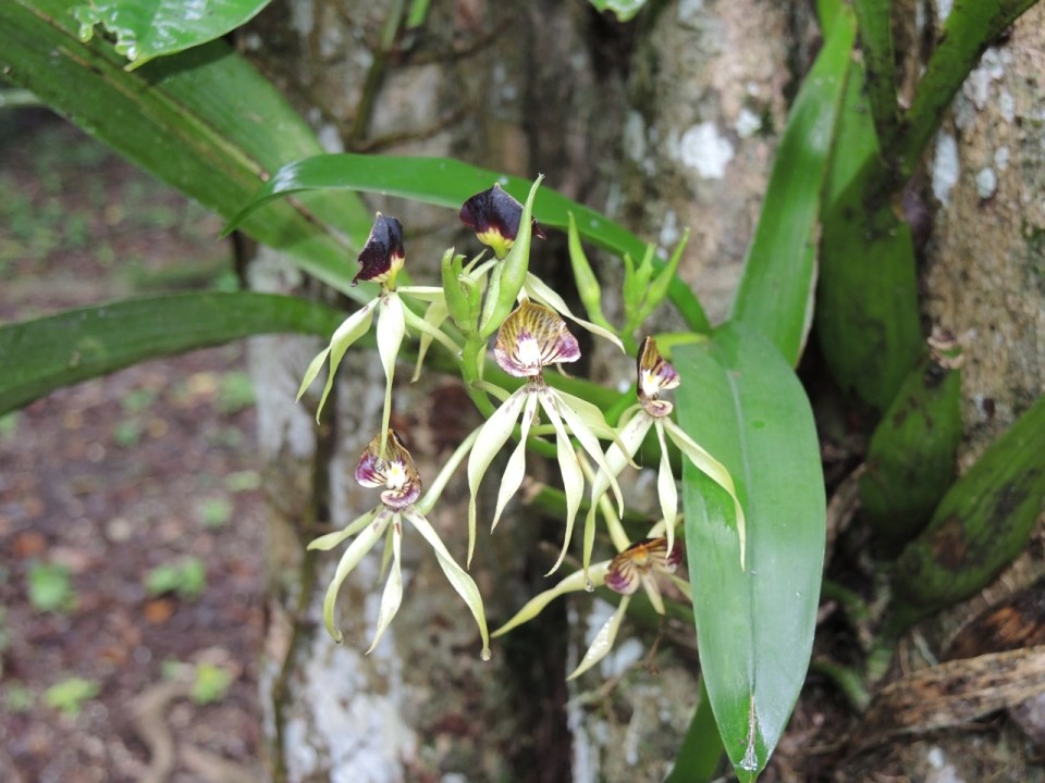 Black Orchids - The National Flower of Belize.