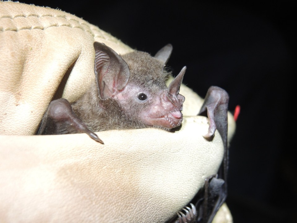 Carollia sowelli.