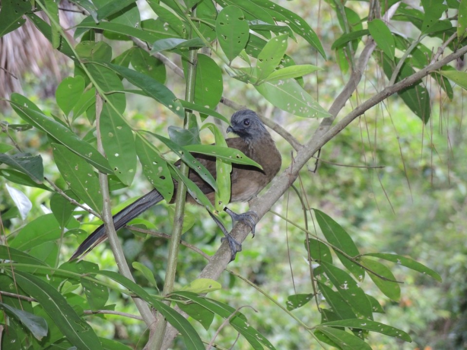 A young Plain Chachalaca - there were two of these youngsters with a very concerned mom nearby.