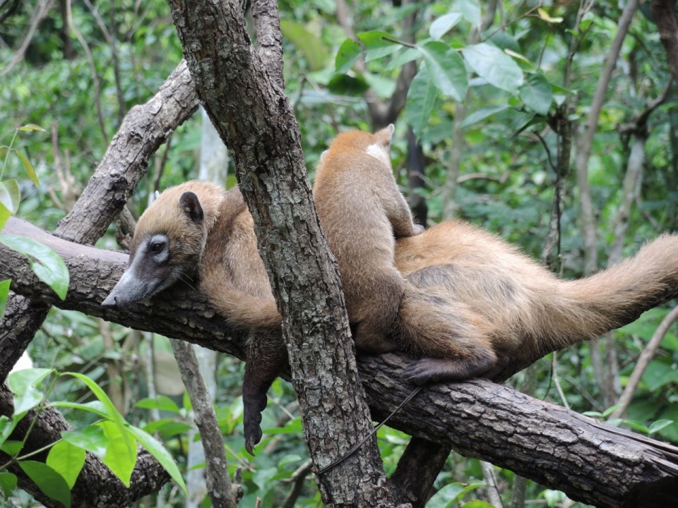 White-nose Coati mom with a youngster.