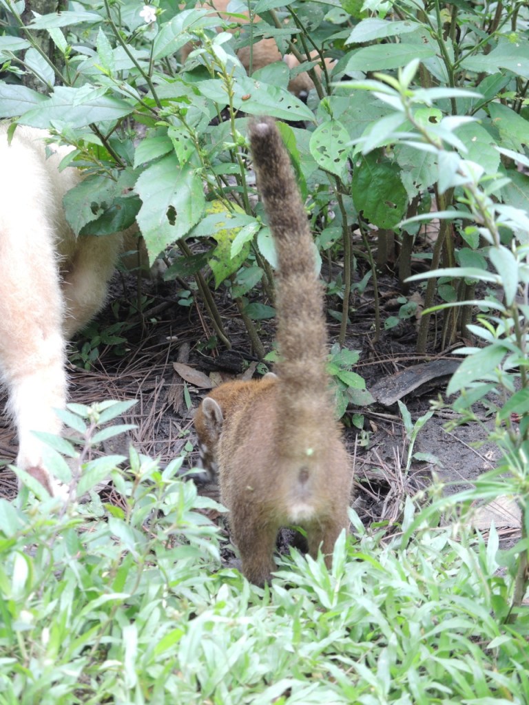 Baby Coati Butt.