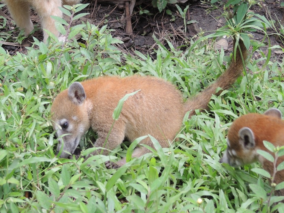 Young coati - there were four in this enclosure...very active little guys!