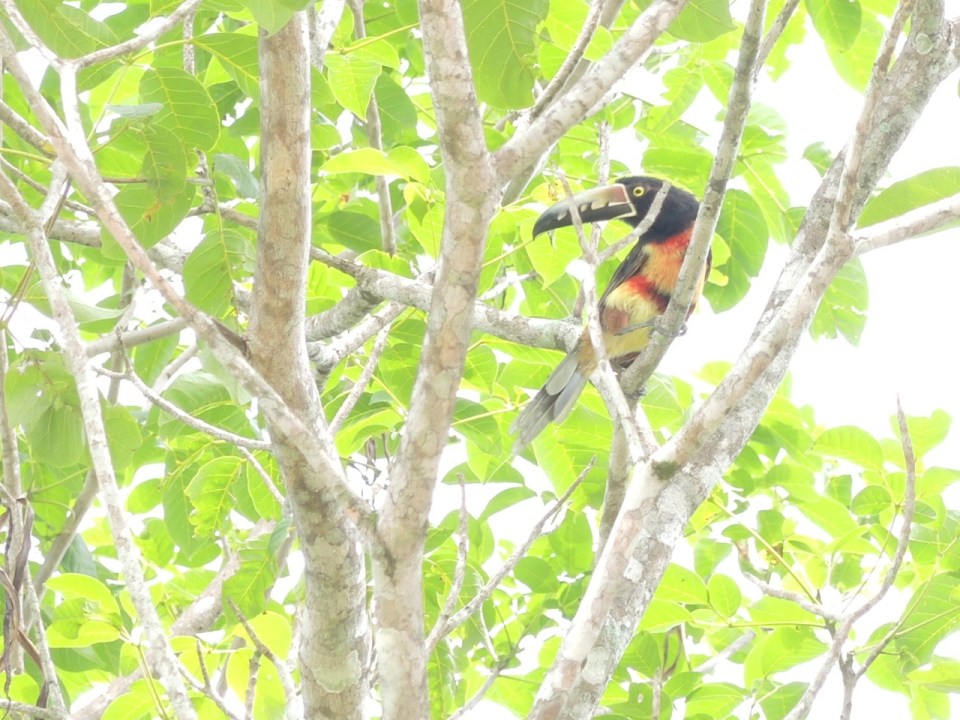 Collared Aracari Left