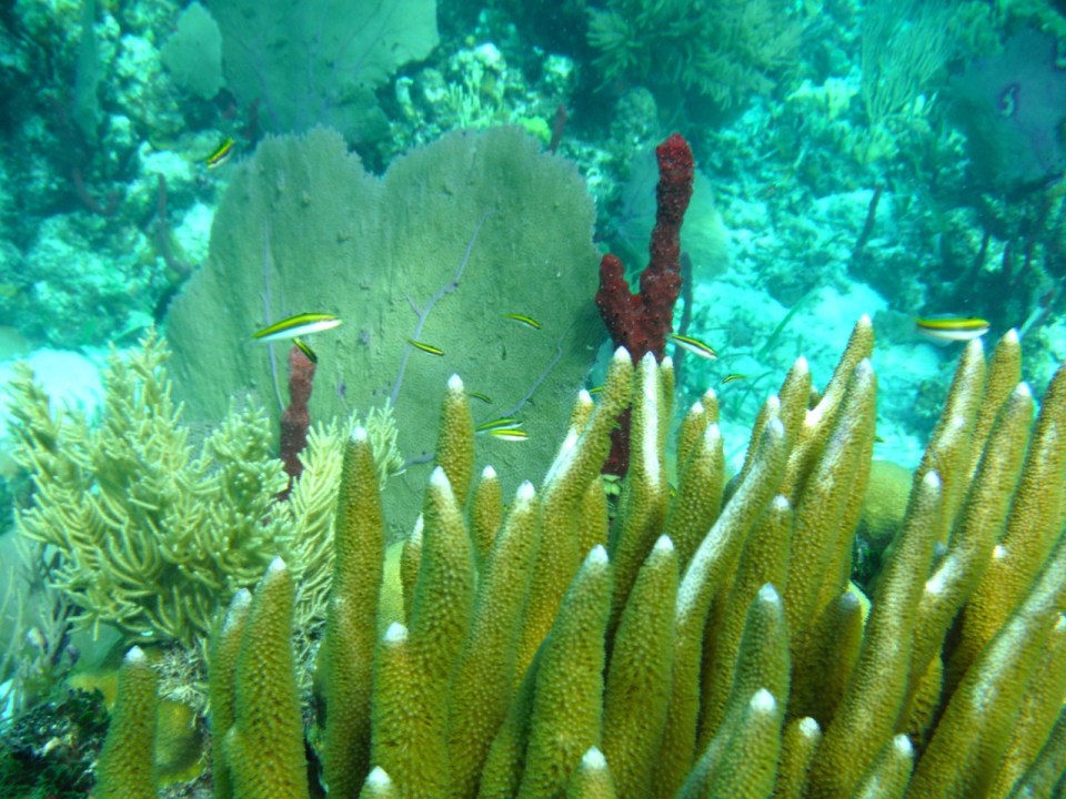 Corals
