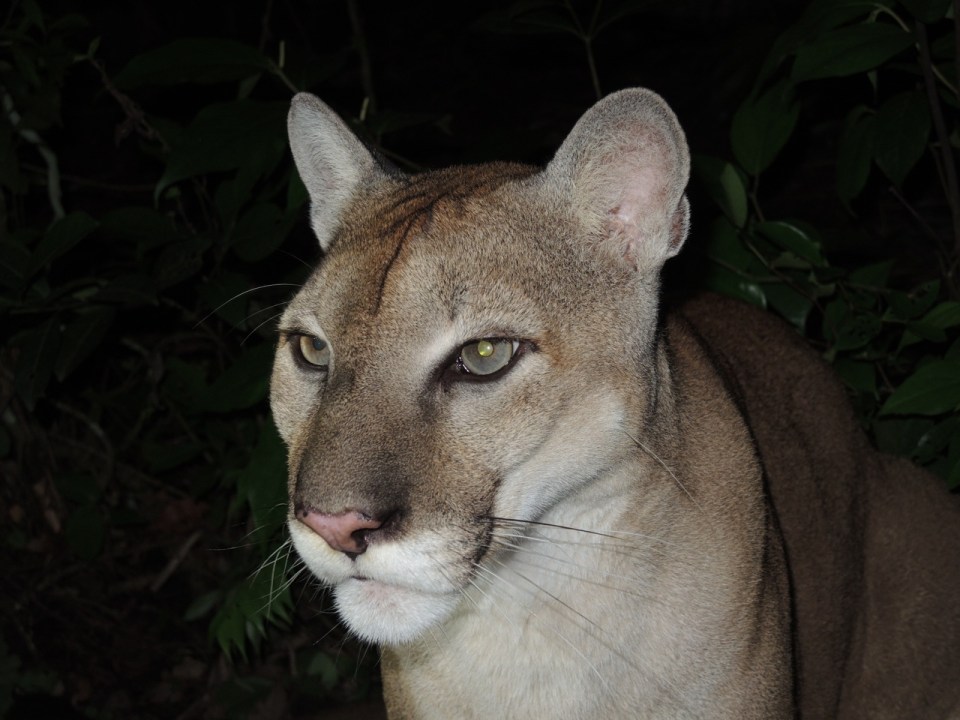 Cougar