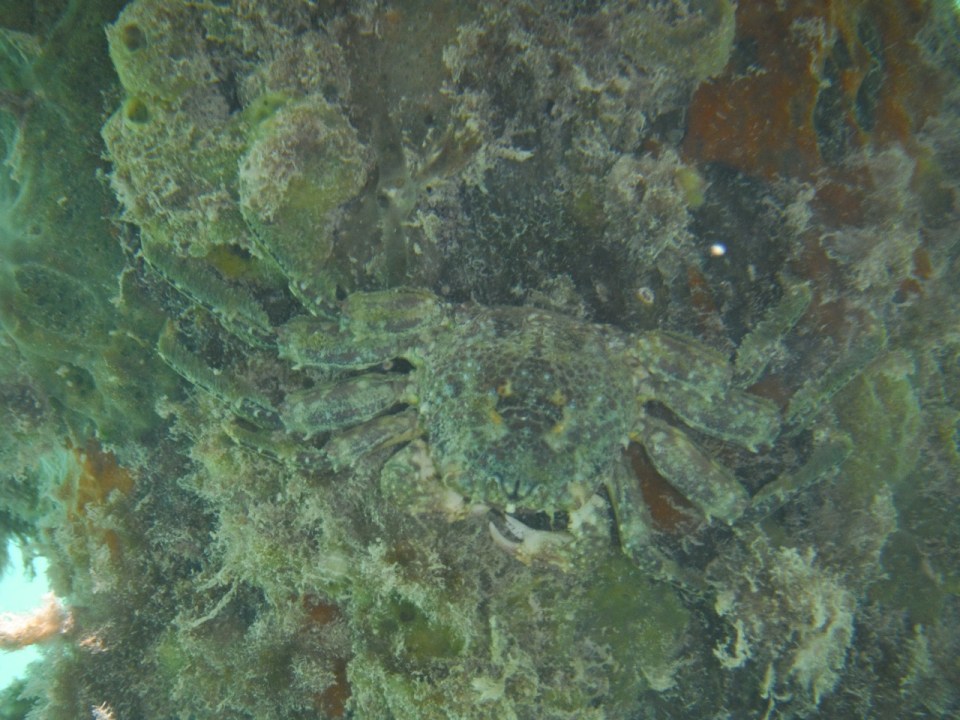 Small crab on the pier.