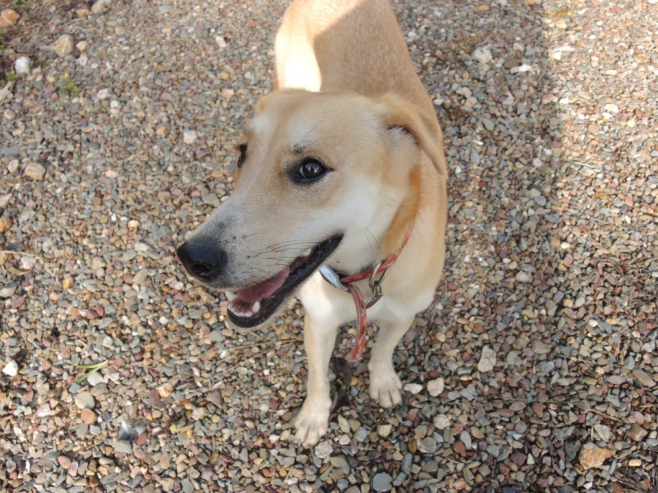 Eva from TREES...the dog in charge...