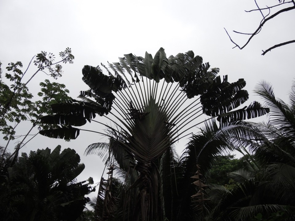 Fan Palm