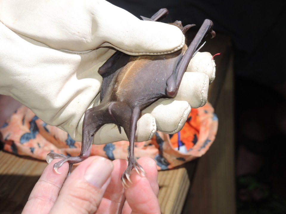 The back is only furred in the middle portion - and yep this is normal.