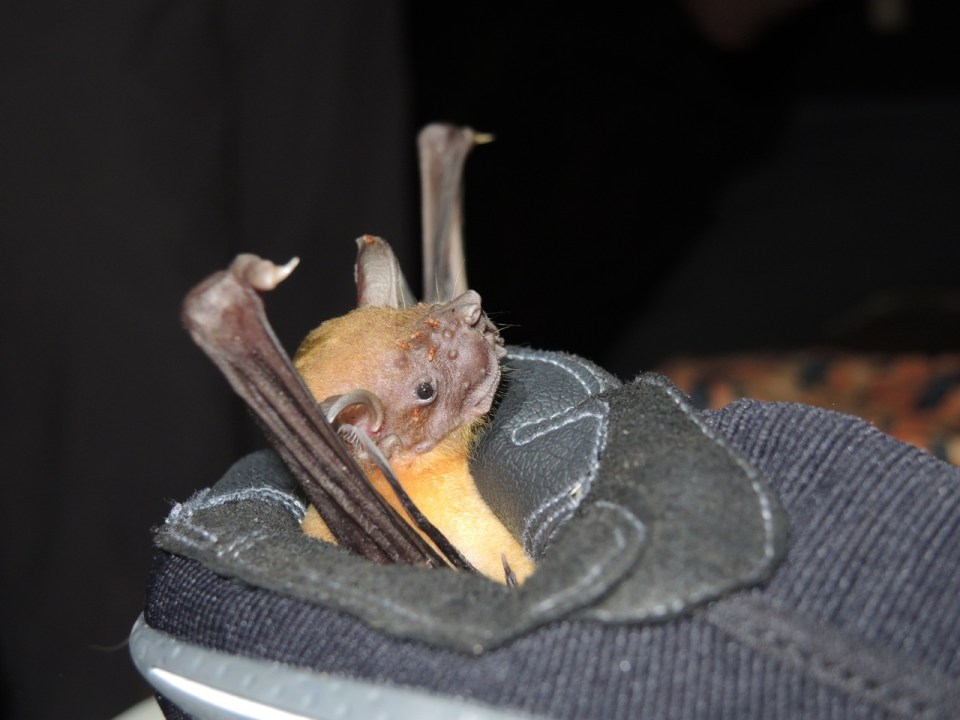 Another common name for this species is Bulldog Bat - as you can see from the face.