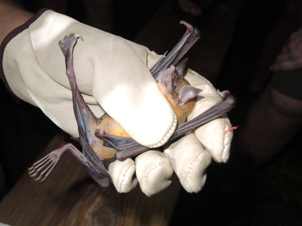 Note the really gigantic legs and feet that they use to catch fish.