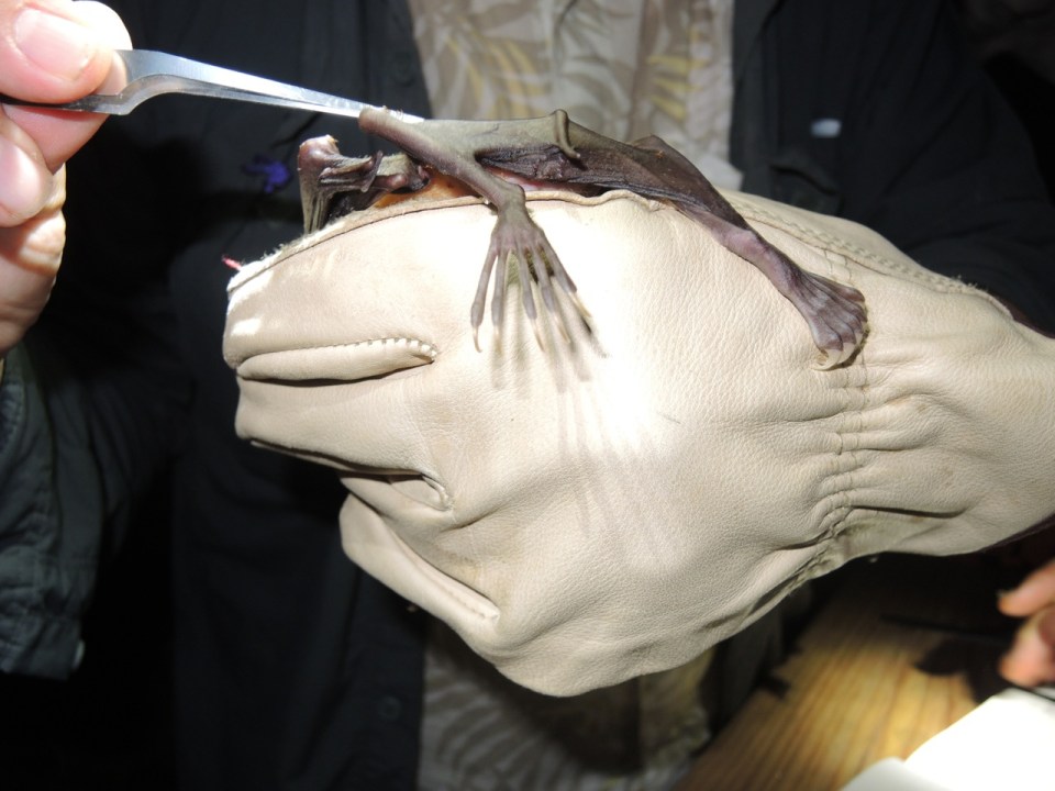 A good view of the legs.