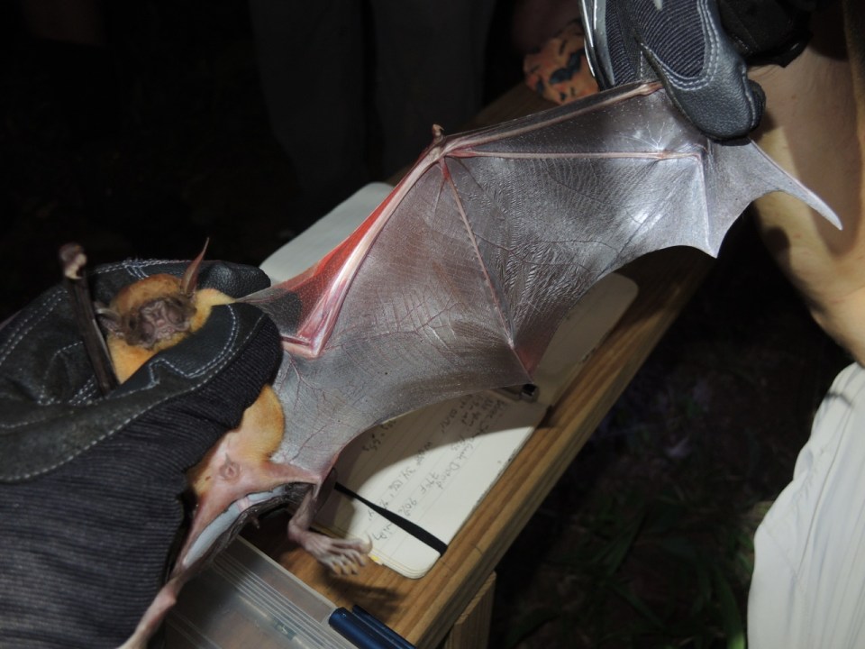 Upwards of 20 inch wingspan.