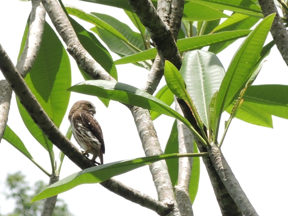 Ferruginous Pygmy Owl at Maya Mountain Lodge.