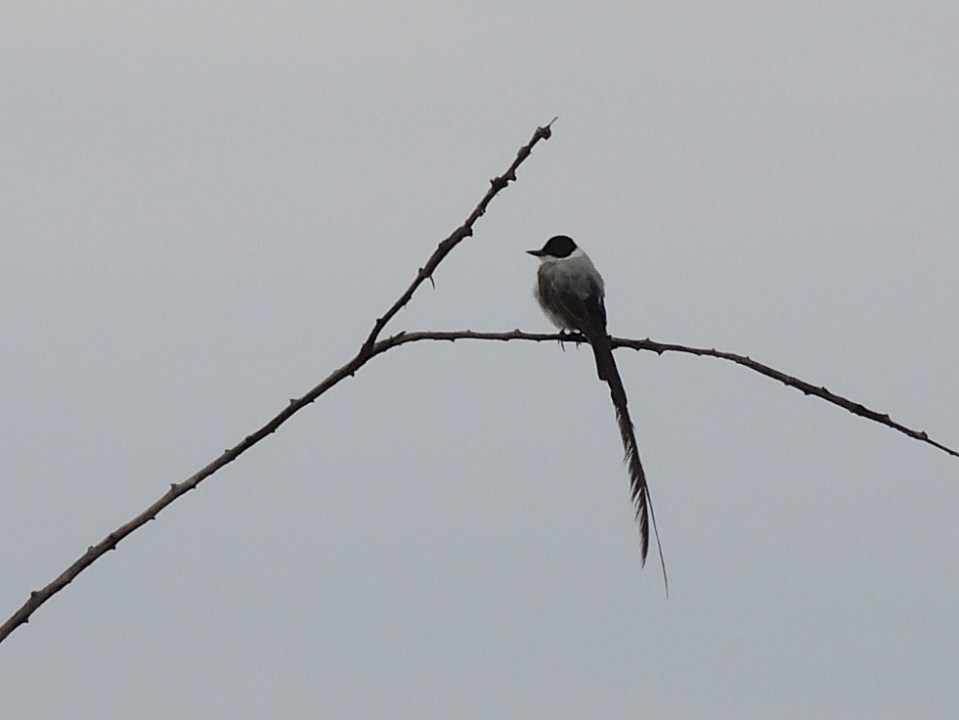 Fork-tailed Flycatcher on the road into the Tropical Education Center.