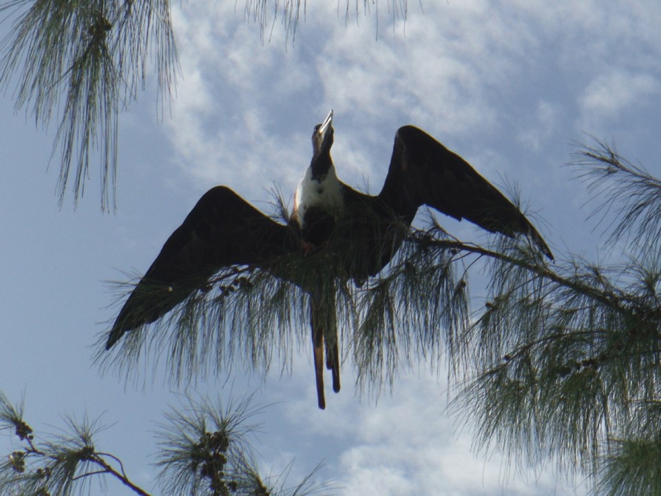 Magnificent Frigatebird.