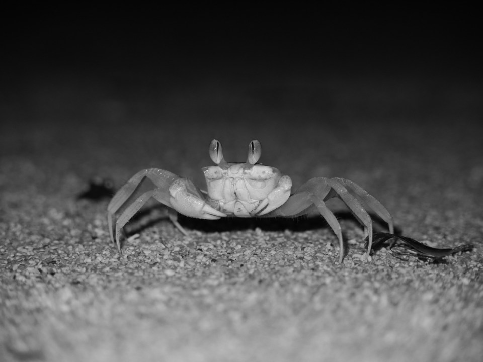 Ghost Crab.
