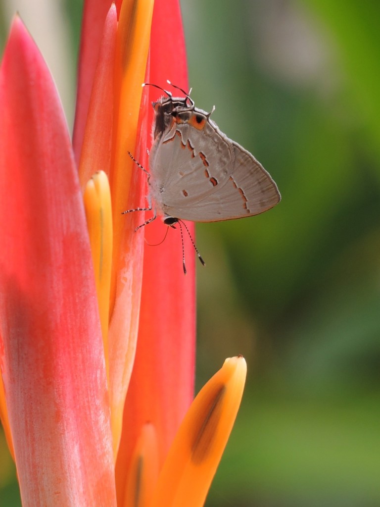Hairstreak 1