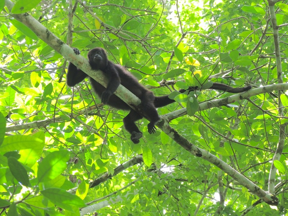 Chillaxin' Black Howler Monkey at Xunantunich.