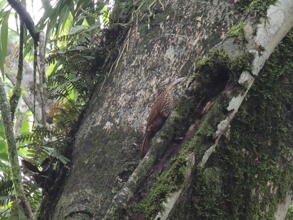 Ivory-billed Woodcreeper.