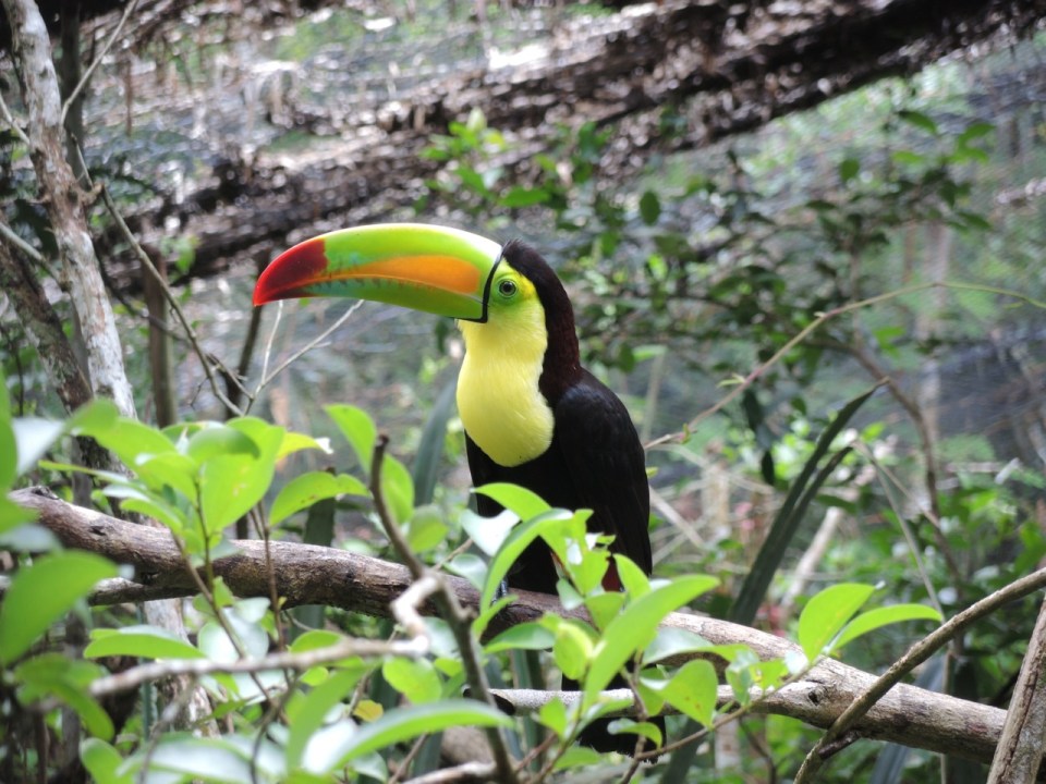Keel-billed Toucan at the Belize Zoo - this is the National Bird of Belize and can be found on all of their paper currency.