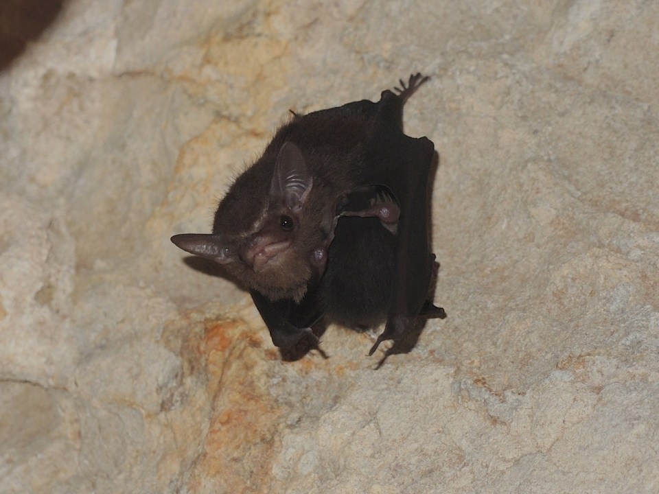 Least Sac-winged Bat 2
