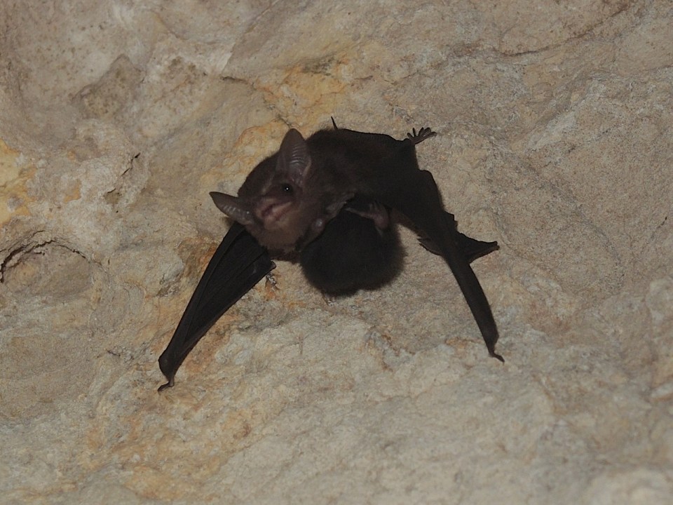 Least Sac-winged Bat (Balantiopteryx io).