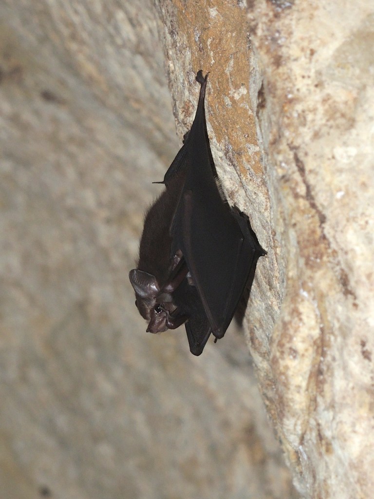 Lesser-sac Winged Bat 4